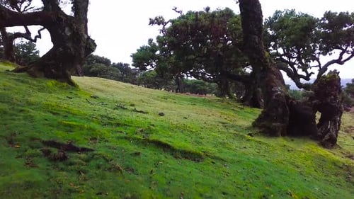 Low angle shot of Fanal magical forest in Madeira island.