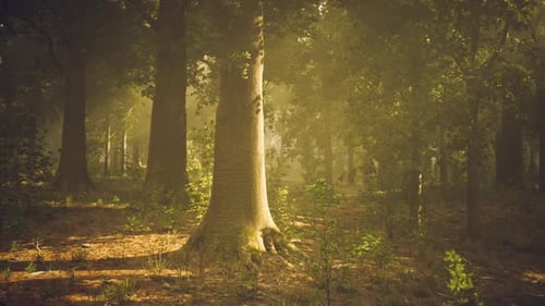 Sunlight Filters Through Trees in a Serene Forest Landscape