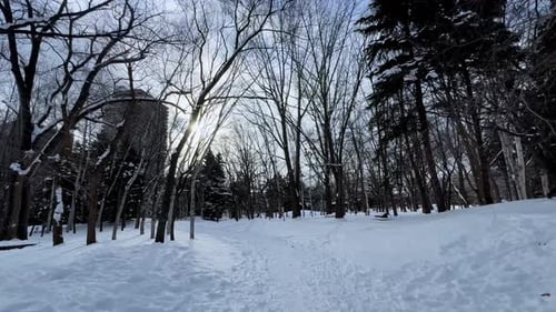 Serene Winter Landscape in Sapporo's Nakajima Park