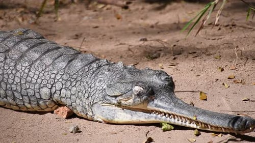 Crocodile gavial (Gavialis gangeticus), également connu sous le nom de Gavial dans le parc zoologique