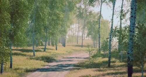 Pathway Through a Serene Forest with Sunlight Filtering Through Trees