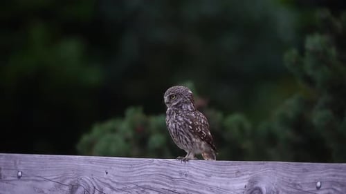A little owl sitting on a wooden fence flies away, close up