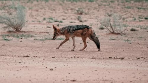 Schwarzrückenschakal läuft über ein trockenes Flussbett in der Kalahari