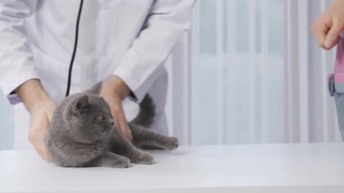 The examined cat leaves the clinic.