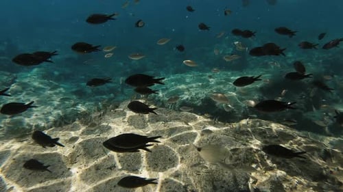 An underwater shot at the bottom os the sea of a school of fish swimming in different directions. Su