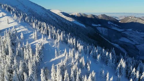 Aerial Snow Covered Fir Forest in Cold Mountains Beautiful Winter Nature with Snow Covered Frosty