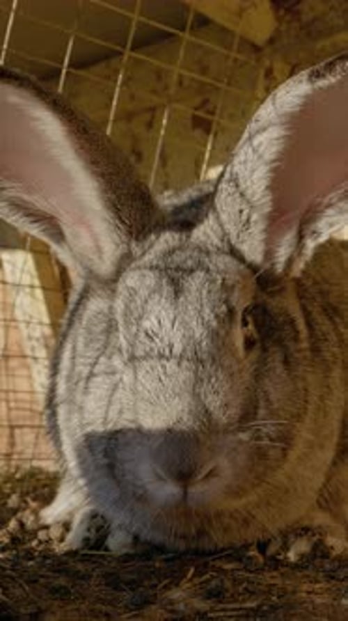 Gray Rabbit Resting in its Cage on Farm