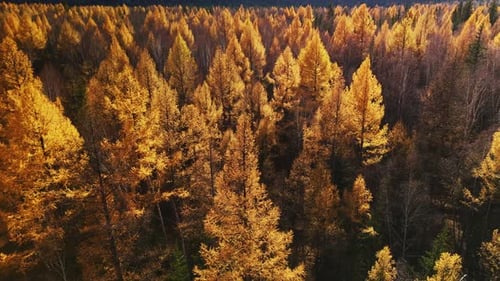 Autumn Colors of Golden Larches in a Serene Forest Landscape