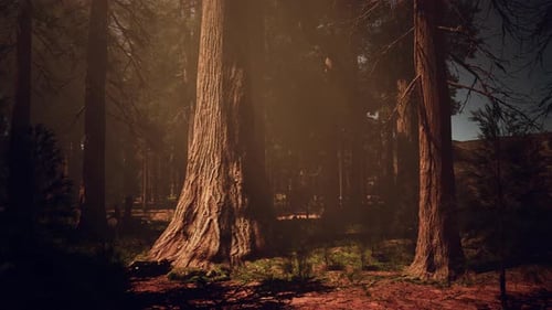La lumière du soleil traverse les arbres dans une forêt sereine