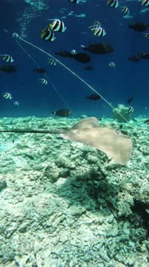 Les raies nagent au fond de l'océan Indien