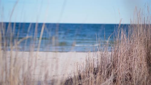 grass blowing in the wind on a beach next to the ocean