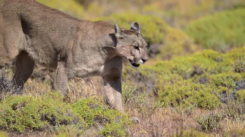 Cougar Walking Through Grassy Field on Sunny Day