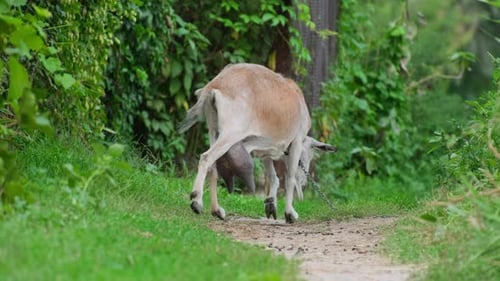 Goat eats a green grass