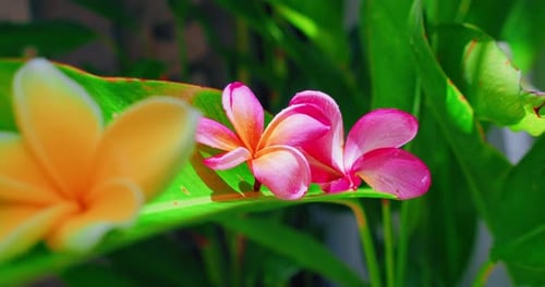 Rain season in tropical Bali Island wild red yellow wet orchid flowers after monsoon rain in Indones
