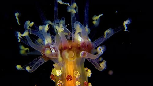 Sea Anemone, Close-Up, Marine Life
