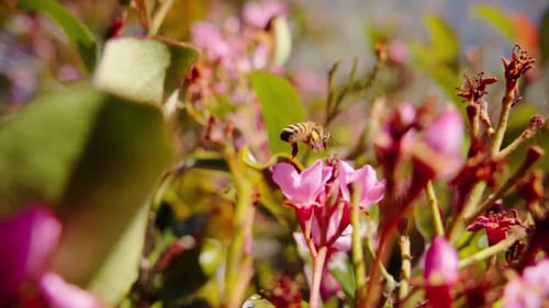 Bee Flying Over Blooming Flowers On The Sunny Garden. Selective Focus Shot