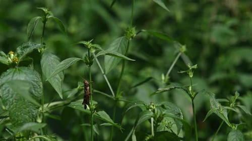 Grasshopper under leaves of a plant, Kaeng Krachan National Park, Thailand; strong wind moving the p