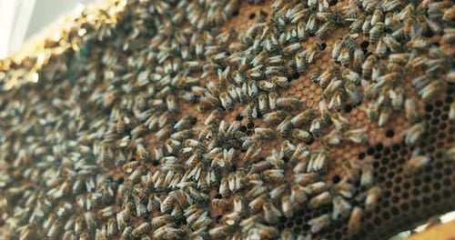 Beehive Honeycomb Full of Busy Bees Insects on Laying Eggs Inside