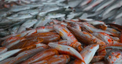 Closeup View On Atlantic Horse Mackerel Trachurus Trachurus Also Known As European Horse Mackerel Or