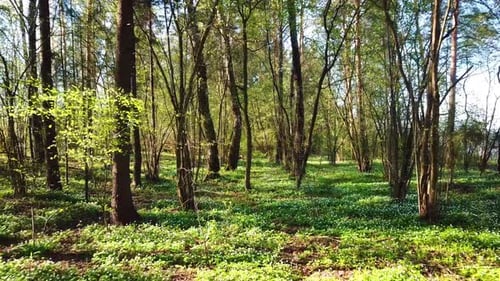 Spring, Arboretum Rubovsky, Quarry And Western Dvina 44