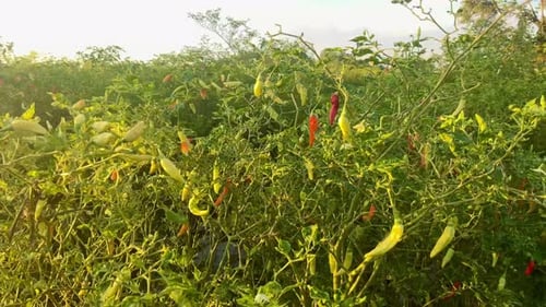 Cayenne pepper
