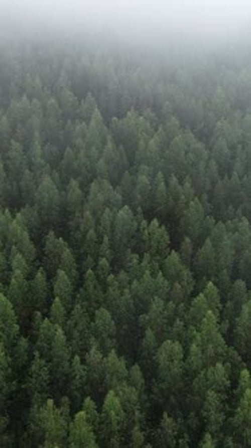 Vertical Video of Foggy Forest