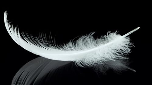 Eine weiße Schwanenfeder fällt auf eine schwarze reflektierende Oberfläche. Zeitlupe. Isoliert auf schwarzem Hintergrund.
