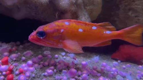 Un poisson rose et orange avec des taches blanches. Des images sous-marines.
