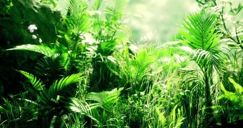 Lush Green Foliage Thriving in a Vibrant Forest During Daylight Hours