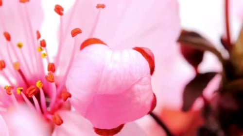 Épanouissement des fleurs, floraison des fleurs
