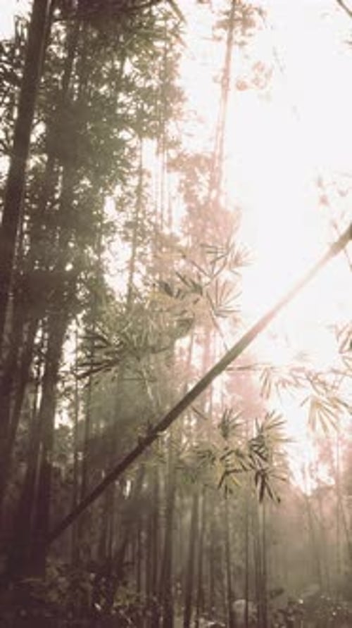 Sunlight Filtering Through Trees in Bamboo Forest Vertical