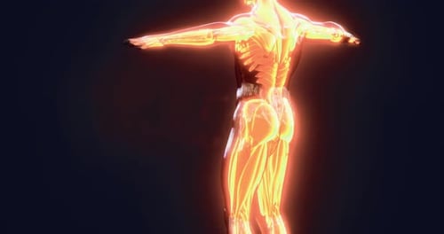 3D Human Anatomy Scan with Glowing Muscles and Skeleton