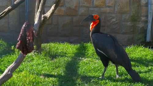 Hornbird Eating Meat