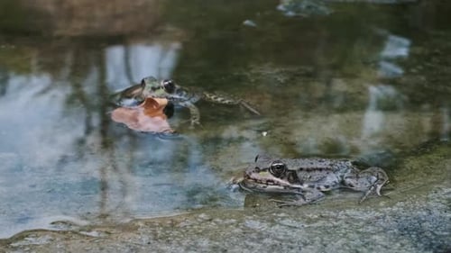 Frogs Resting in Pond