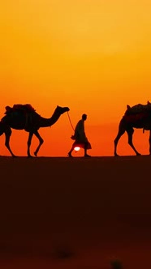Vidéo verticale Cameliers, conducteurs de chameaux au coucher du soleil. Désert du Thar au coucher du soleil Jaisalmer, Rajasthan, Inde.