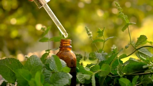 Extracting Essential Oil from Mint Leaves with Dropper