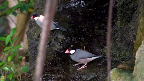Petits moineaux de Java ou pinsons de Java devant des cascades de pierre