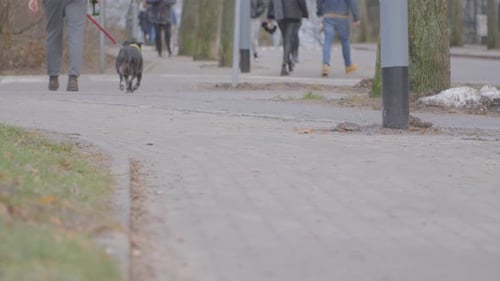 People And Dog Walking In The Paved Street In The Early Morning In Gdynia, Poland. - wide, crop