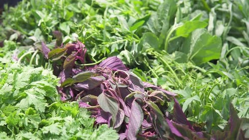 Fresh leaf vegetables and herbs in a grocery store