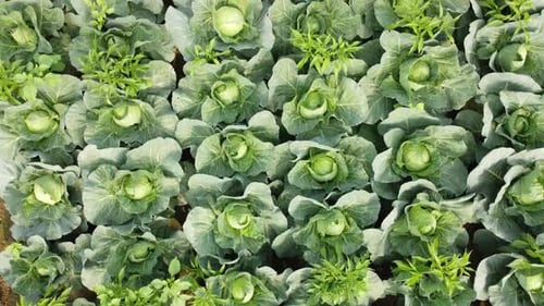 Vastos campos de vegetais de repolho.