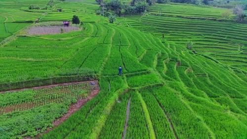 Beautiful morning view indonesia. Panorama Landscape paddy fields with beauty color and sky natural