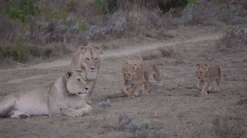 Famille de lions composée de deux lionnes et de trois bébés lionceaux marchant de droite à gauche