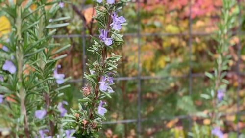A closeup of rosemary flowers and branches in a garden.