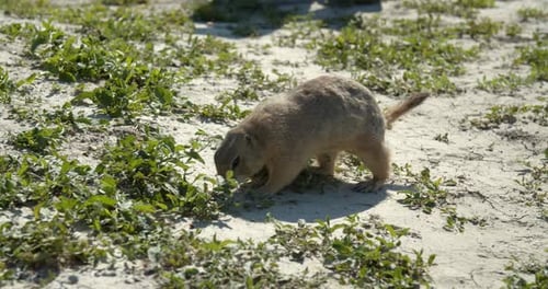 Close-Up Wildlife, Prairie Dog in Dirt,
