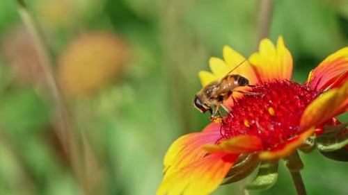 Bee Collecting Nectar From Vibrant Flowers in a Sunny Garden