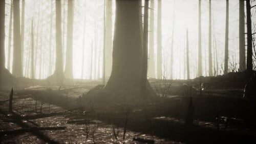 Burned Trees After Wildfire with Pollution and a Lot of Smoke