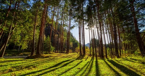 Mountain Evergreen Pine Tree Forest Zeitraffer im Sommer oder Herbst