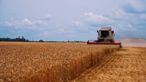 Jahreszeit des Sammelns von Getreide. Die Ernte ist der Prozess, bei dem reife Pflanzen von den Feldern gesammelt
werden.