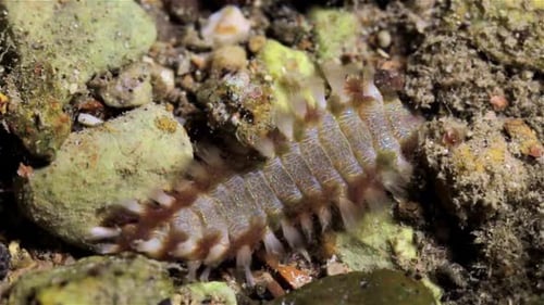 Bristle worm digging into the ground for shelter during low tide