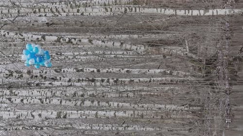 a Bunch of Blue Balloons Hang in a Wild Forest of Birch Trees in Gray Cloudy Weather a Symbol of